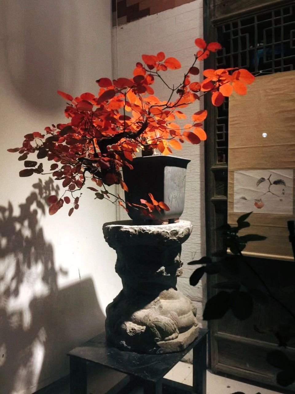 杂木盆景类偏爱黄栌,独有的金黄色木质颜色,尤其耀眼,指尖划过叶子