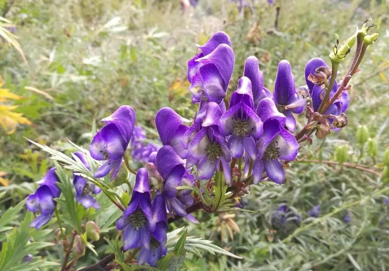 草乌植物图片高清图片