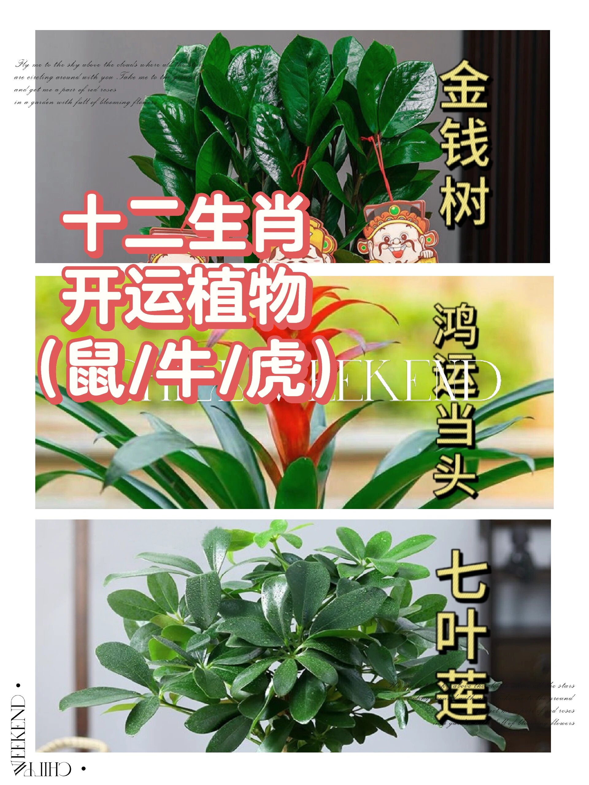 十二生肖开运植物:鼠,牛,虎!旺旺旺起来