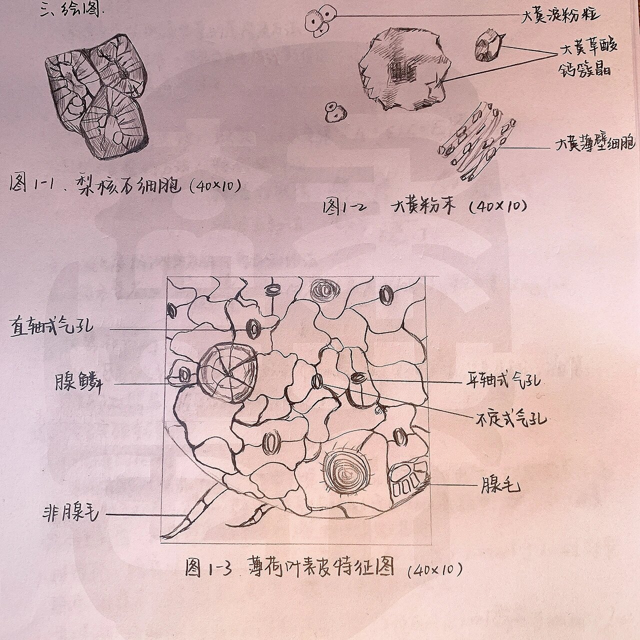 1小时的植物细胞图 鸭梨的石细胞,还有薄荷叶和大黄