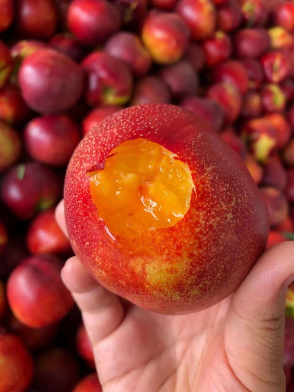 露天香甜黄肉大油桃终于上架咯～ 向山红品种黄肉油桃,肉质金黄!