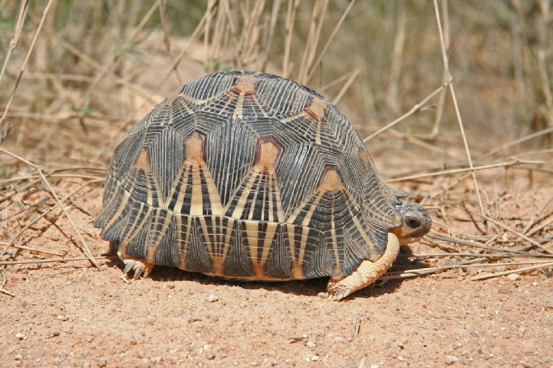 博物 | 辐射陆龟 爬行纲-龟鳖目-陆龟科-马岛陆龟属-辐射陆龟-辐射陆