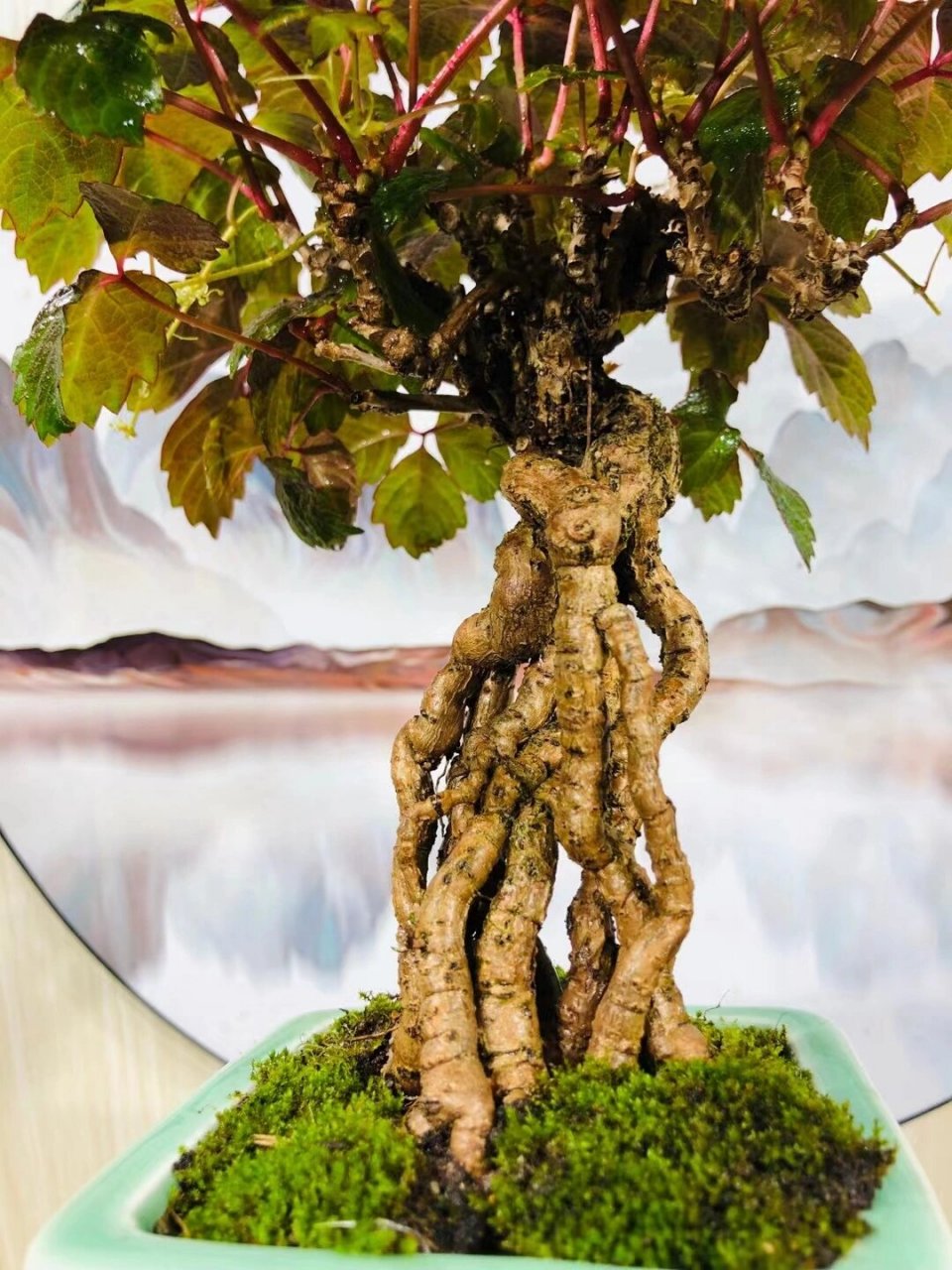 精品根艺日本爬山虎盆景