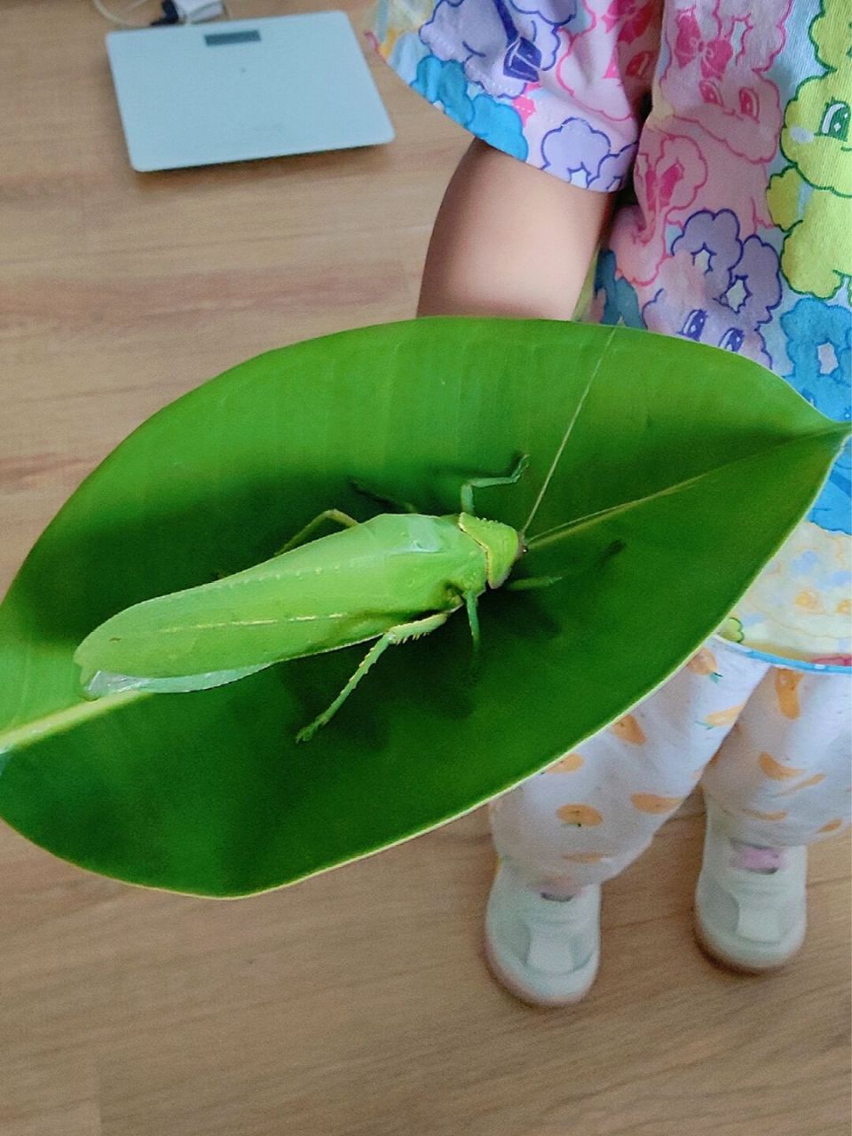 中国最大的螽斯——巨拟叶螽 明星物种——巨拟叶螽,是直翅目拟叶螽科