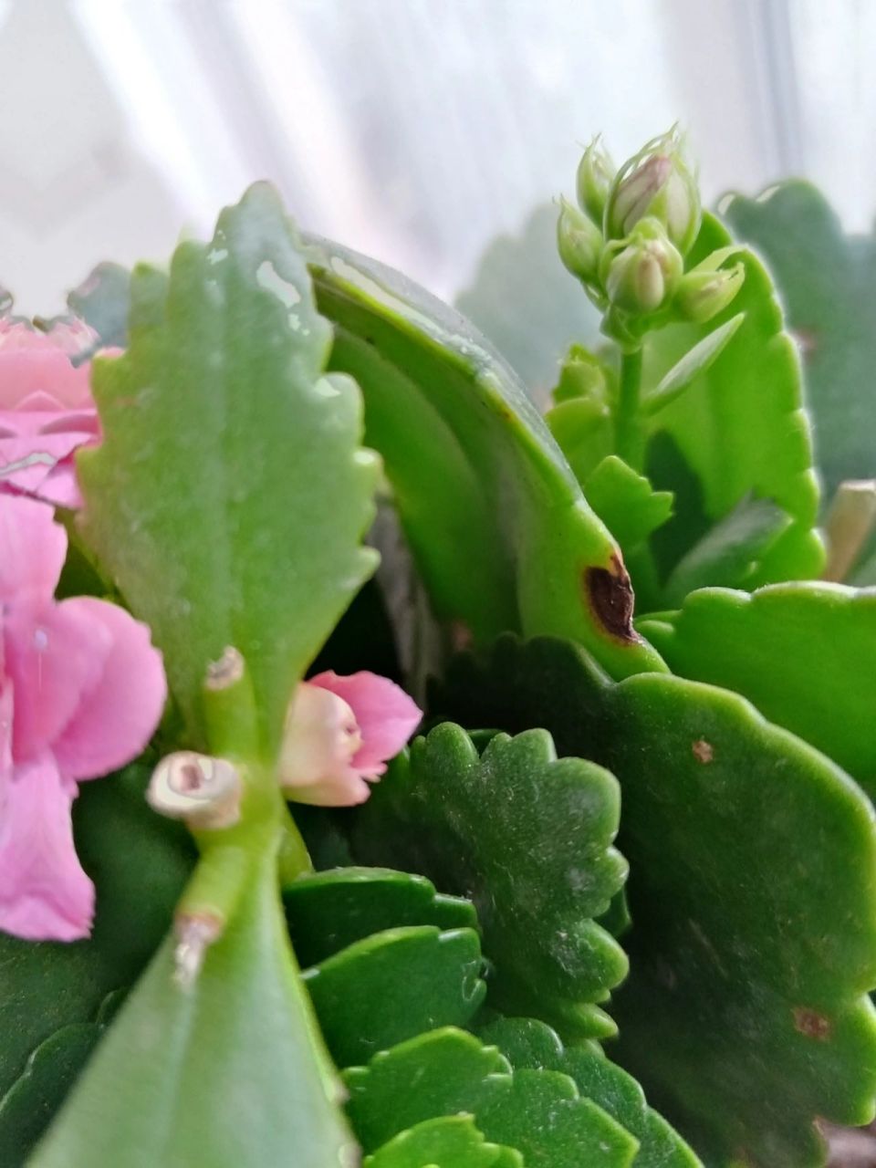 长寿花叶子上的黑点是什么  突然发现叶子上长了黑点的点不知道是什么