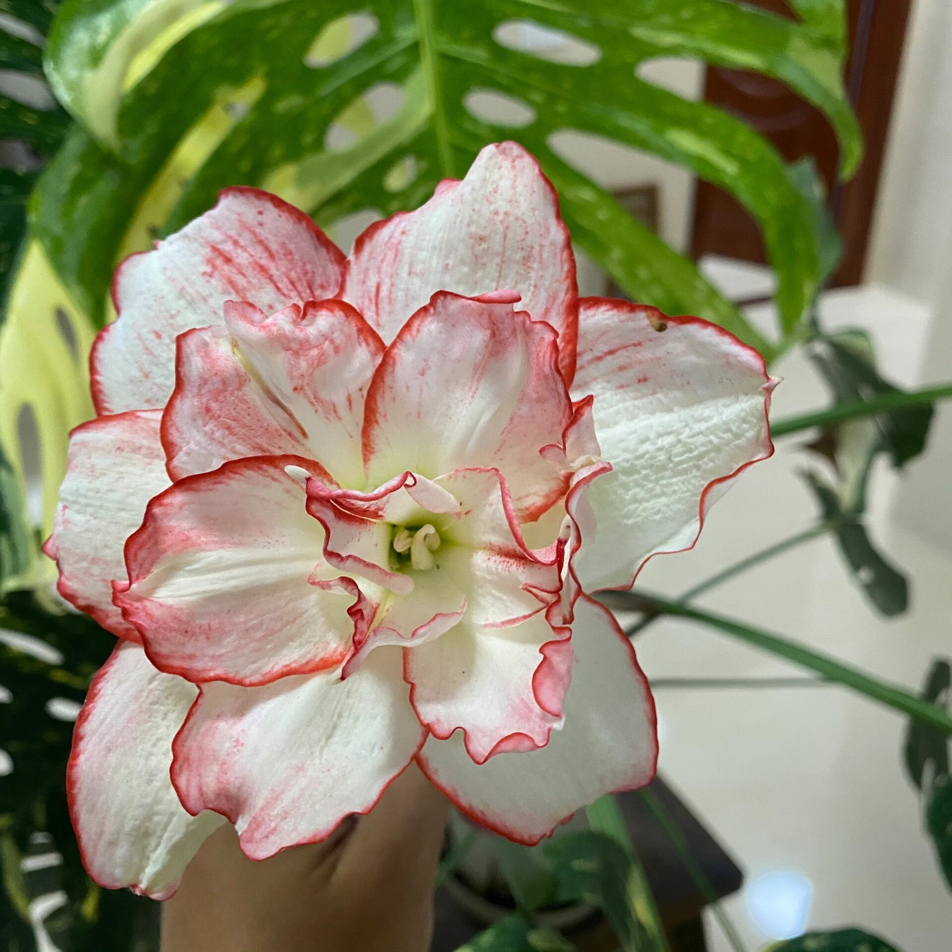 花瓣衬裙-朱顶红 生长速度缓慢,去年5cm.今天开花的时候5.