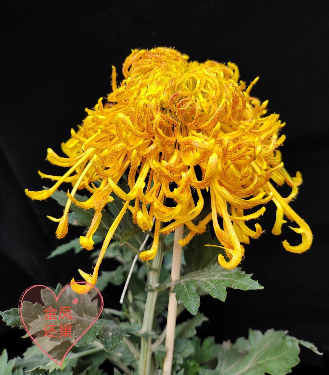 金凤还巢非常好看的菊花品种,属于短毛刺菊花,全国菊展金奖得主.