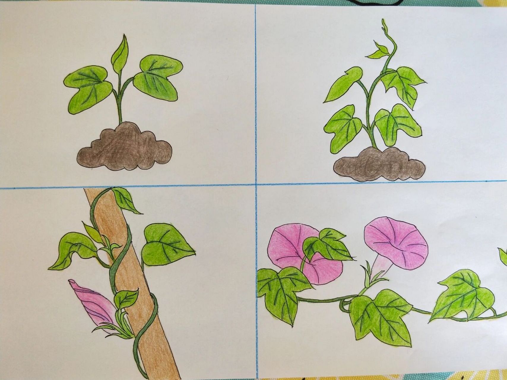 一排生长的植物儿童画图片