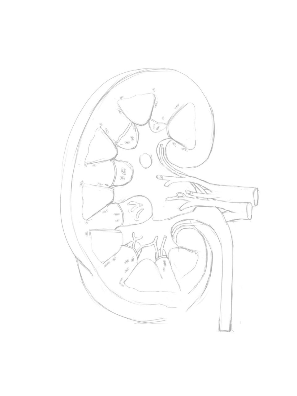 肾解剖图的简笔画图片
