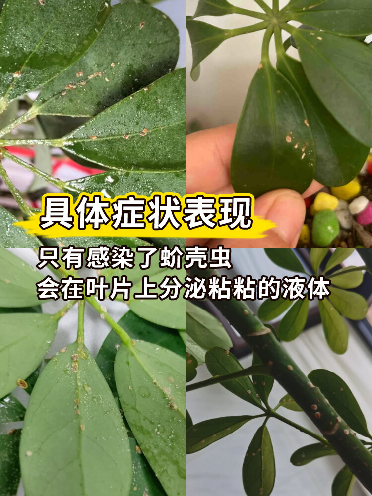 鸭脚木虫害图片