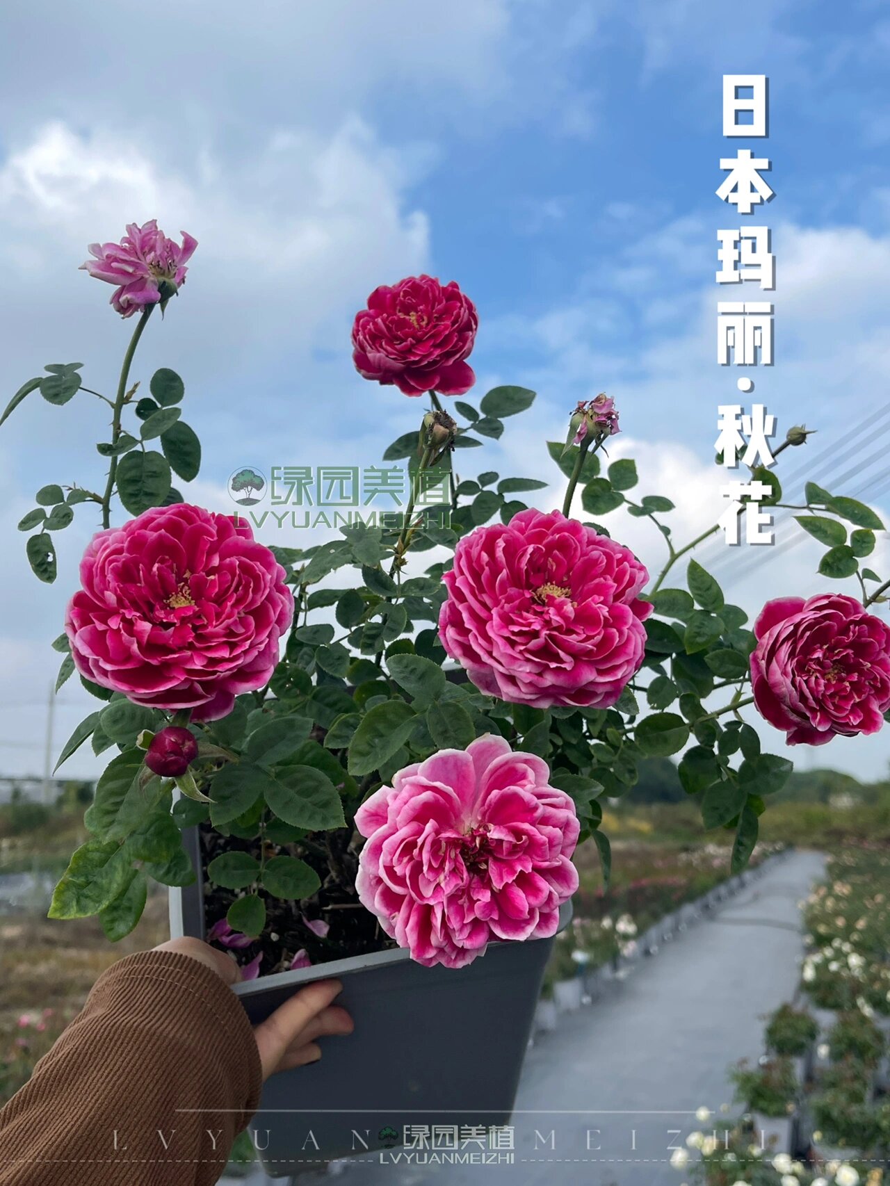 月季秋花