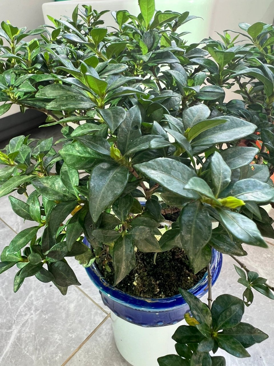 寿星栀子花 寿星栀子花,国内品种,南昆山系列,是目前叶子最小的重瓣