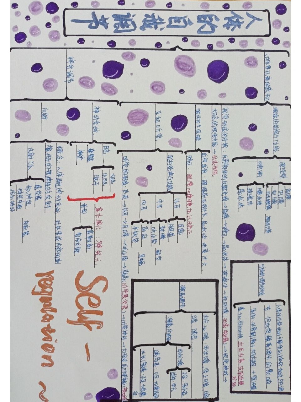 思维导图 七年级下册生物《人体的自我调节》思维导图939291
