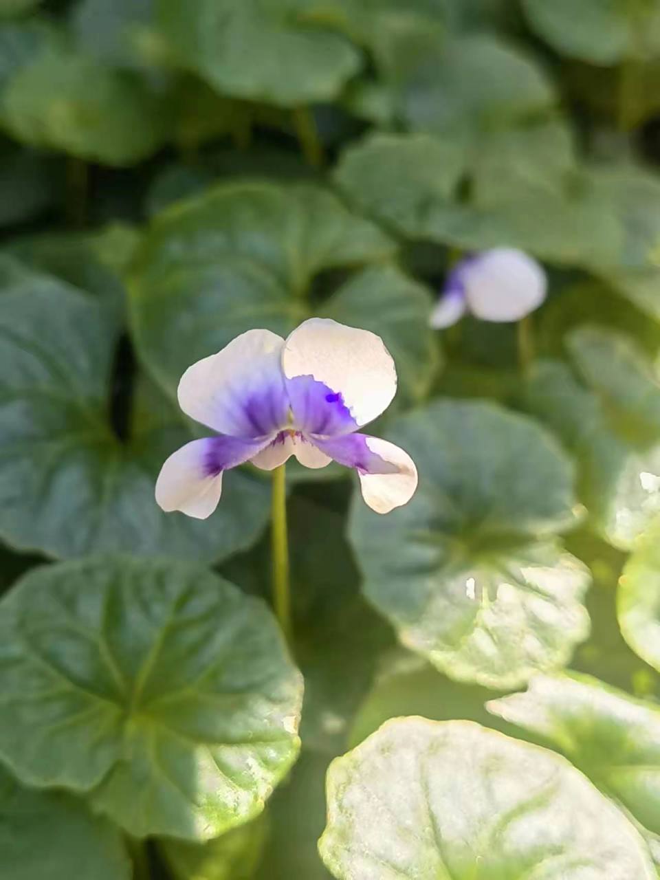 如意草什么样子 如意草