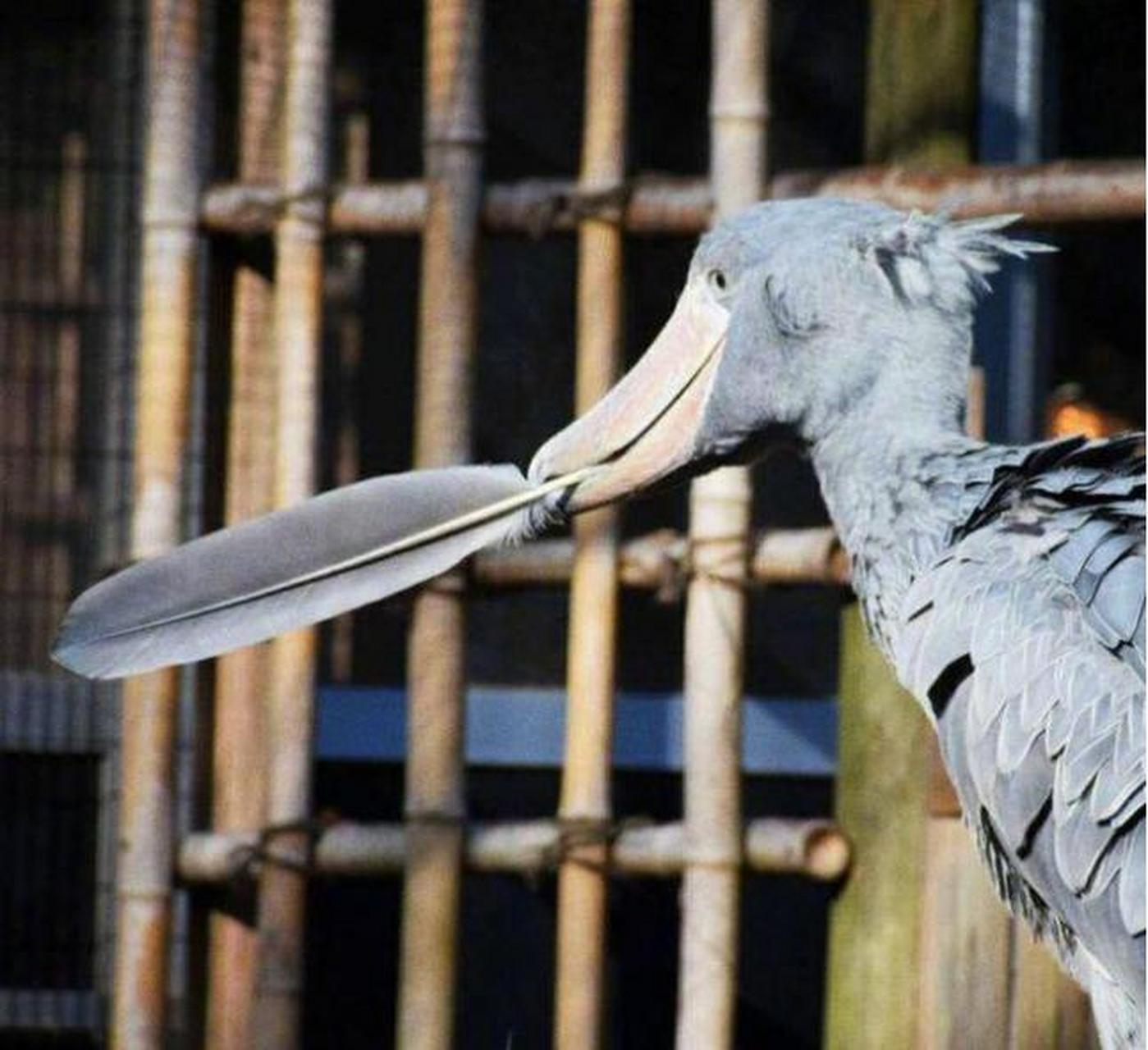 33米的的蠢萌鸟