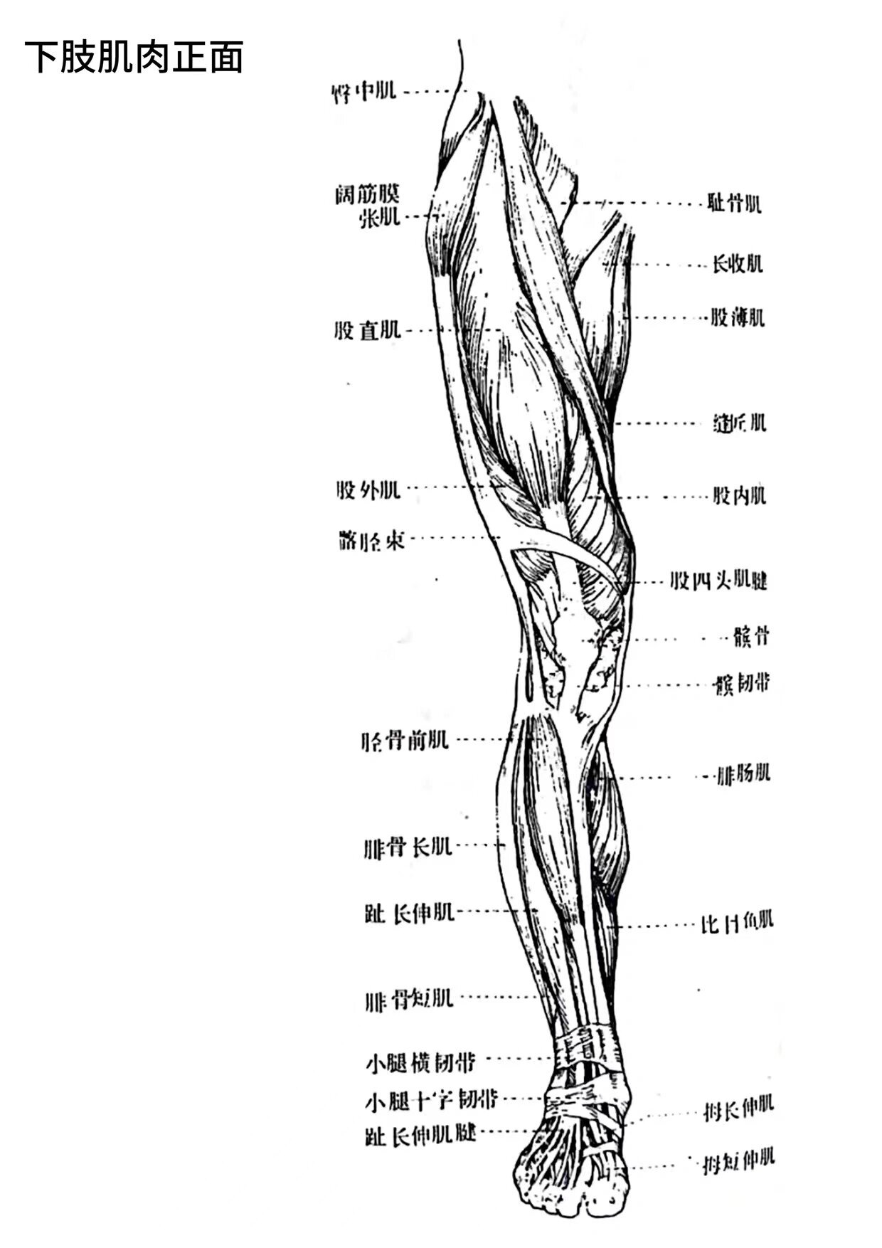 人体解剖腿部肌肉图,最后一张惊艳到我就