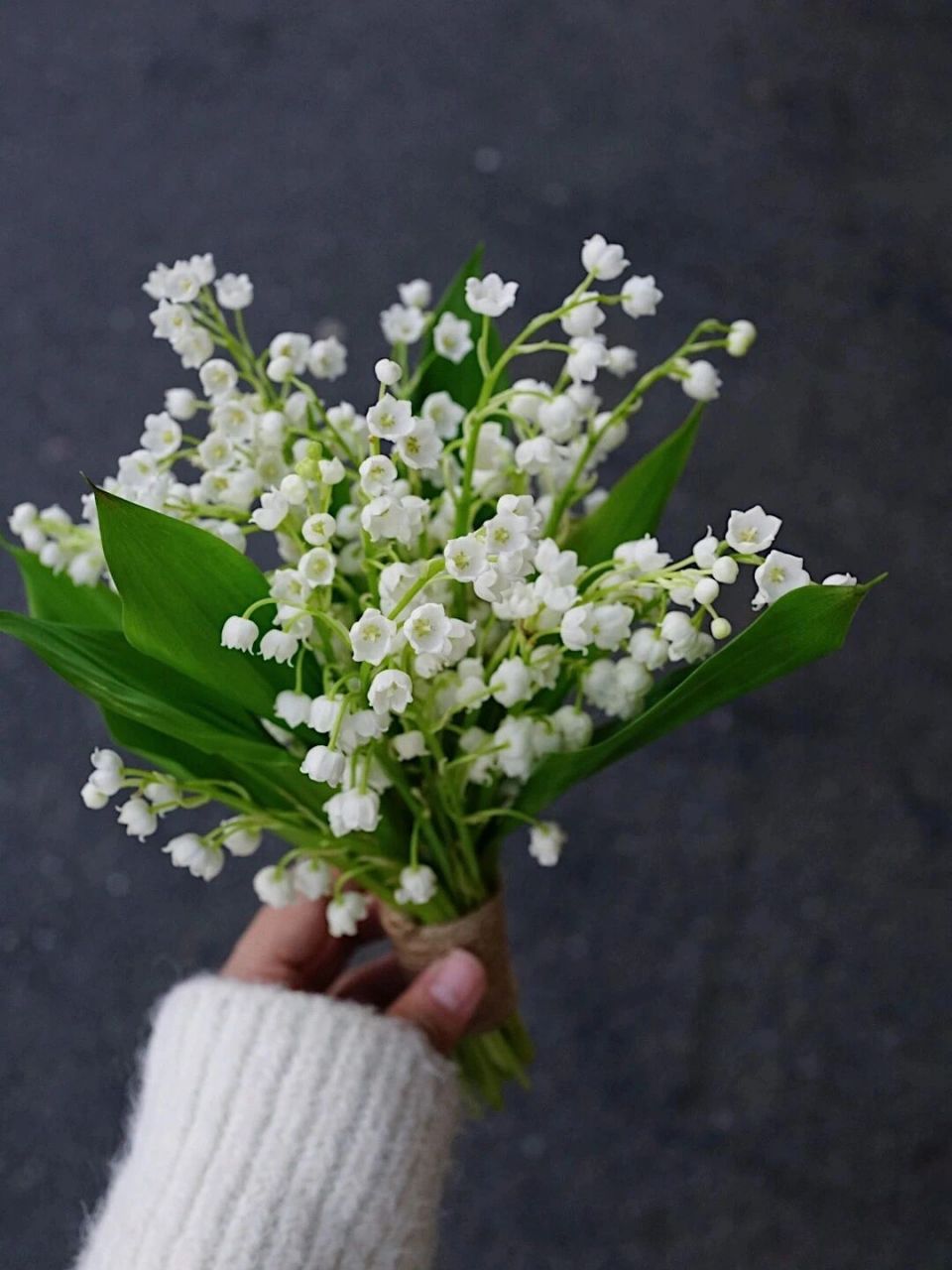 是百合科,铃兰属植物.