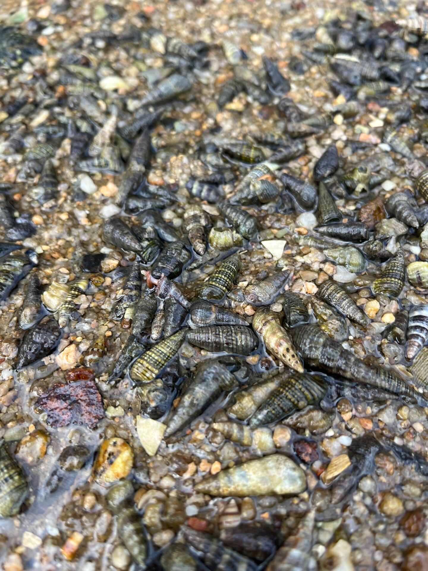 厦门赶海地方推荐 厦门赶海好地方推荐 椰风寨海滩 位于厦门环岛路