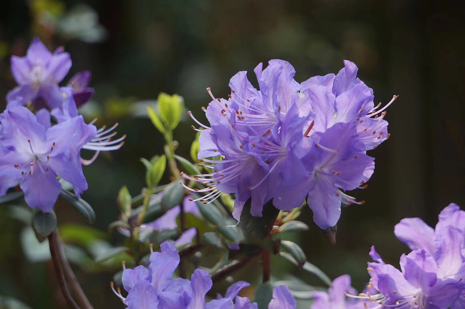 蓝杜鹃"火山湖" 超美的蓝色杜鹃