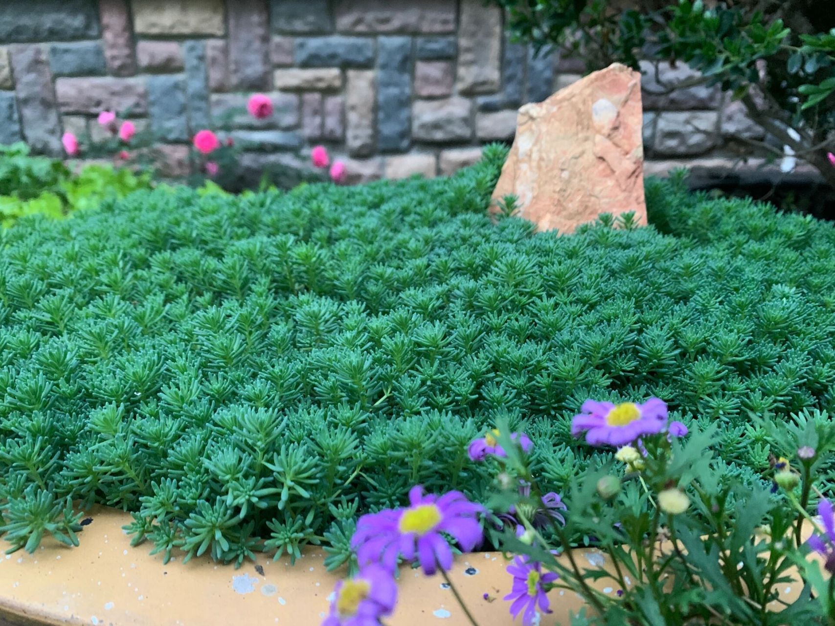 中华景天 目前达到满盆状态 【原产】:分布于东北及河北,山西,江苏