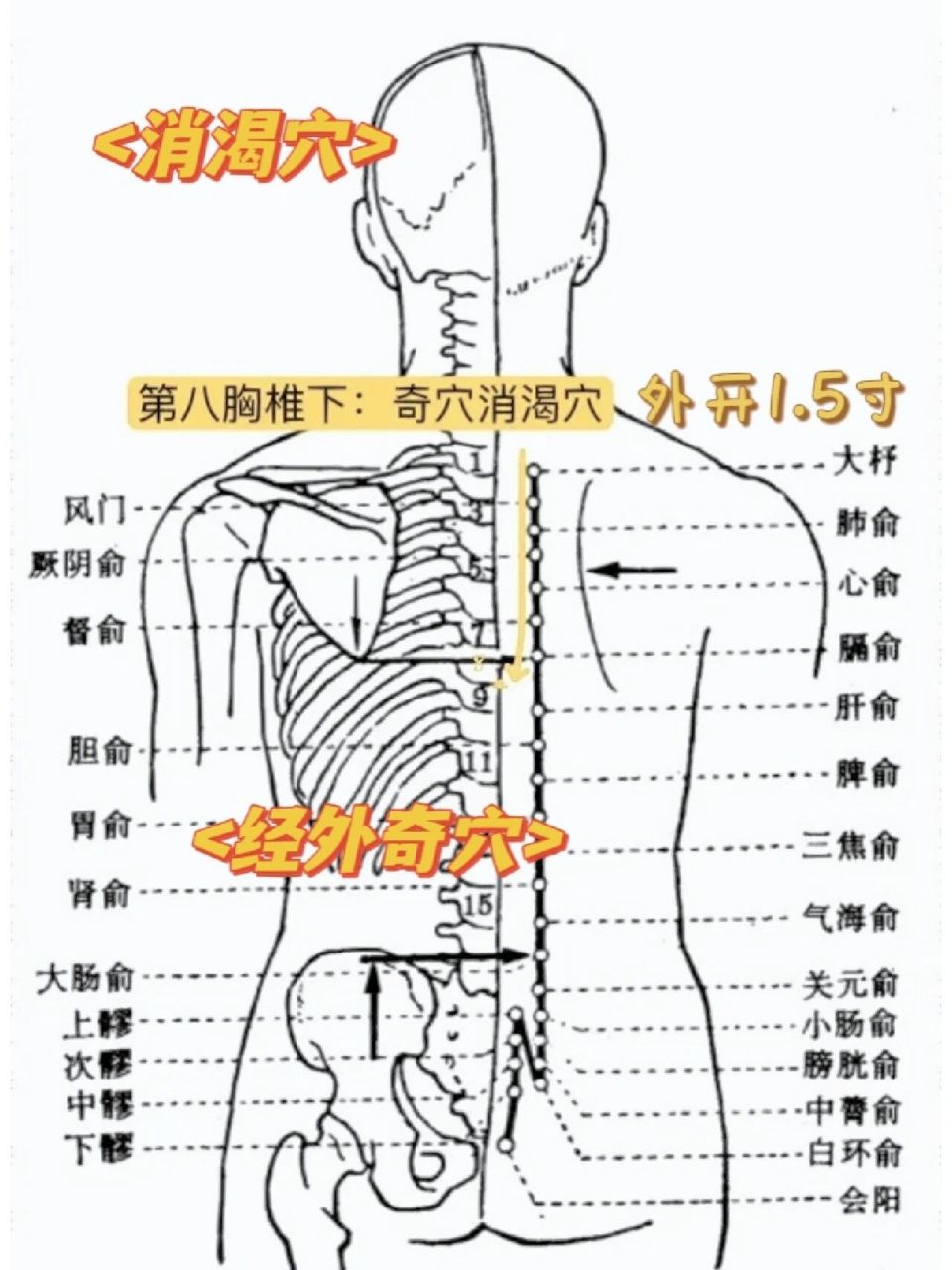 经外奇穴:消渴穴 在膈俞穴和肝俞穴中间有一个经脉奇穴,消渴穴.
