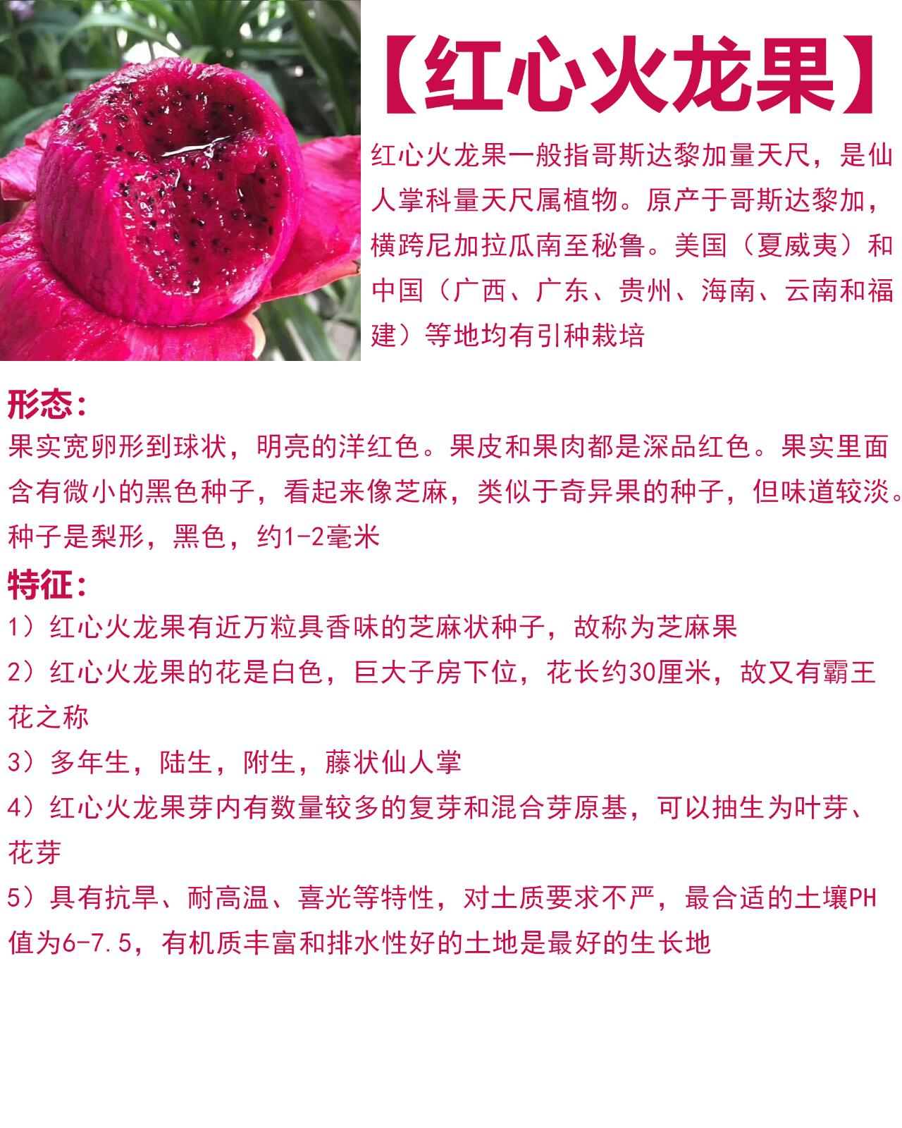 红心火龙果一般指哥斯达黎加量天尺,是仙人掌科量天尺属植物