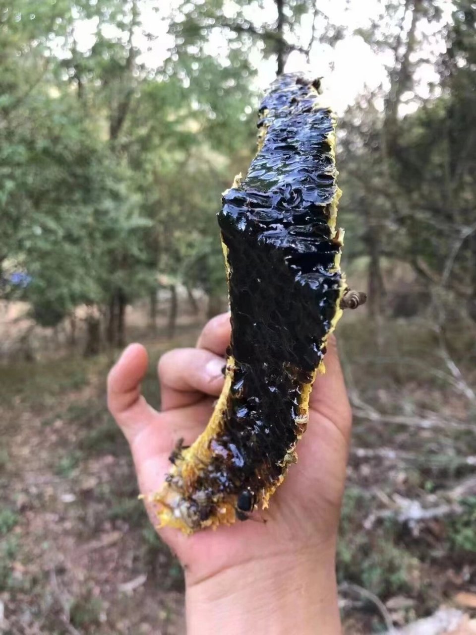 唯一含有花青素的蜂蜜,云南野生米团花黑蜜 今年的黑蜜全部结晶了