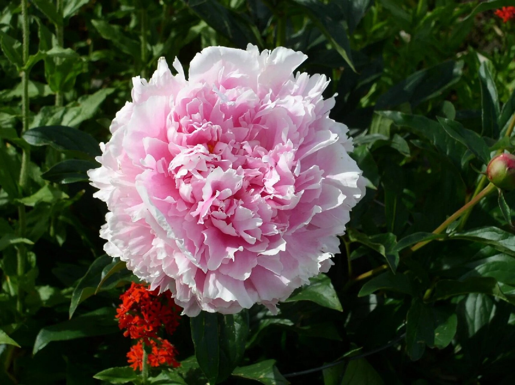 芍藥花 芍藥別名將離,是芍藥科,芍藥屬的多年生草本植物.