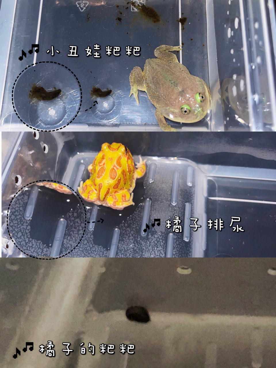 新手必备|角蛙基础饲养指南 作为新手蛙妈,分享一下自己的养蛙精901