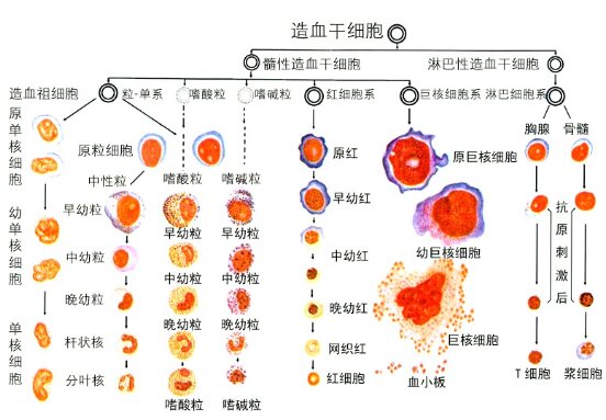 血细胞发育图片