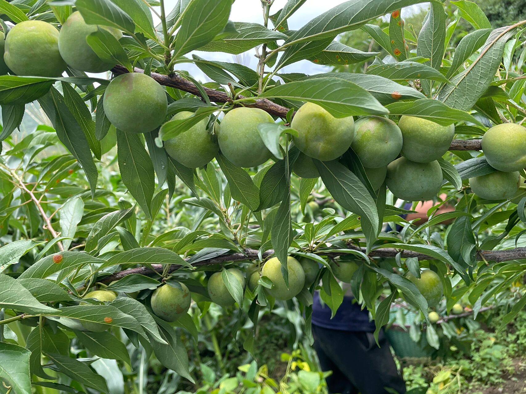 正宗汶川高山青脆李 吃了四川汶川的脆李后味蕾就容不下其他地区的