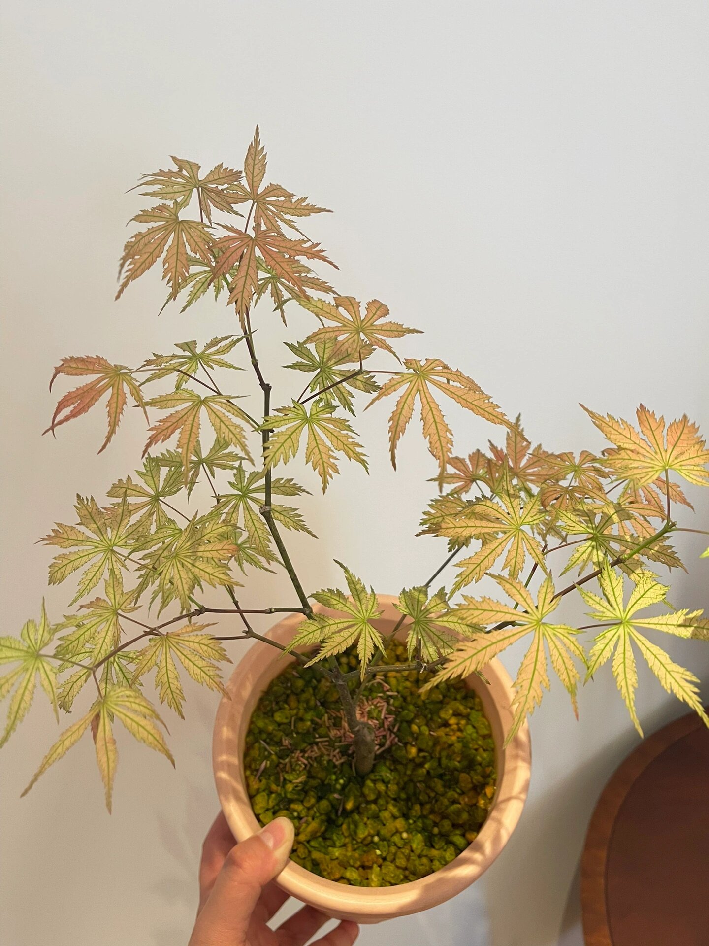 枫树品种:女神 有两棵,一大一小,这棵小的68块钱,确实最幸运的.