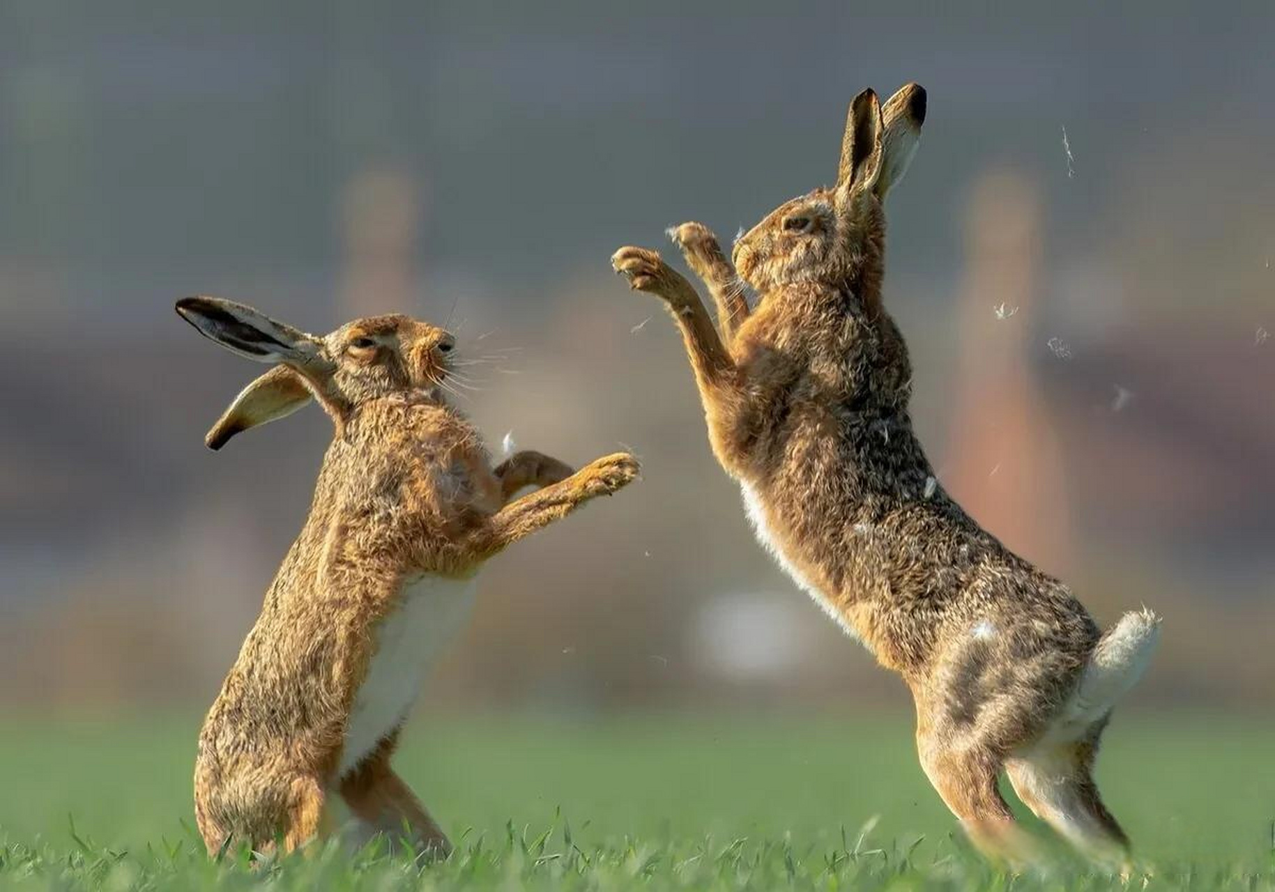精彩瞬间 雄兔求偶场面宛如拳击赛场 2023年4月3日,两只兔子正面交锋
