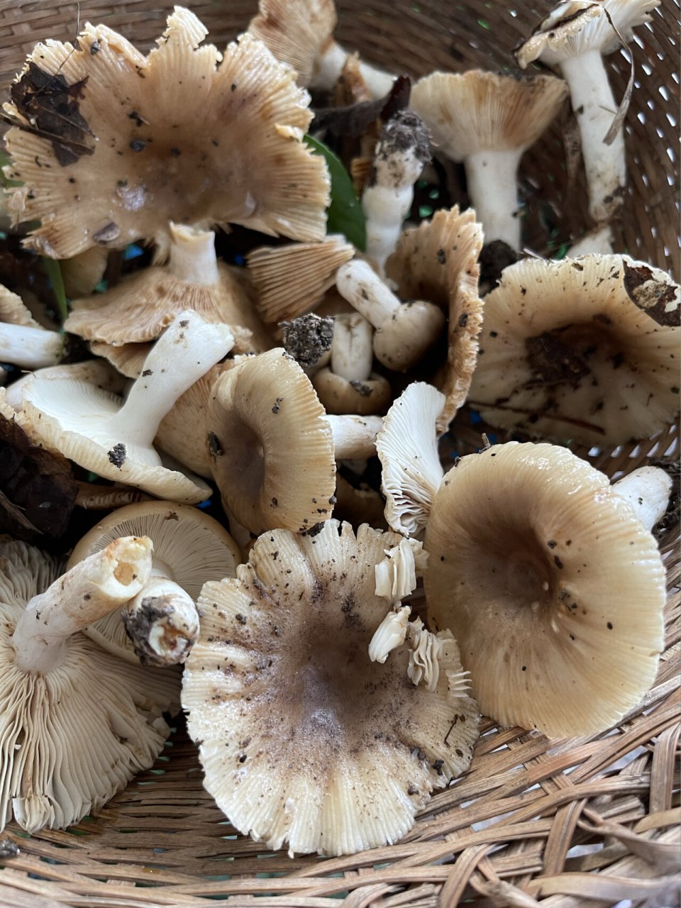 板栗树下捡到野生菌 闻着很香 煮了汤苦的 谁知道这是什么蘑菇