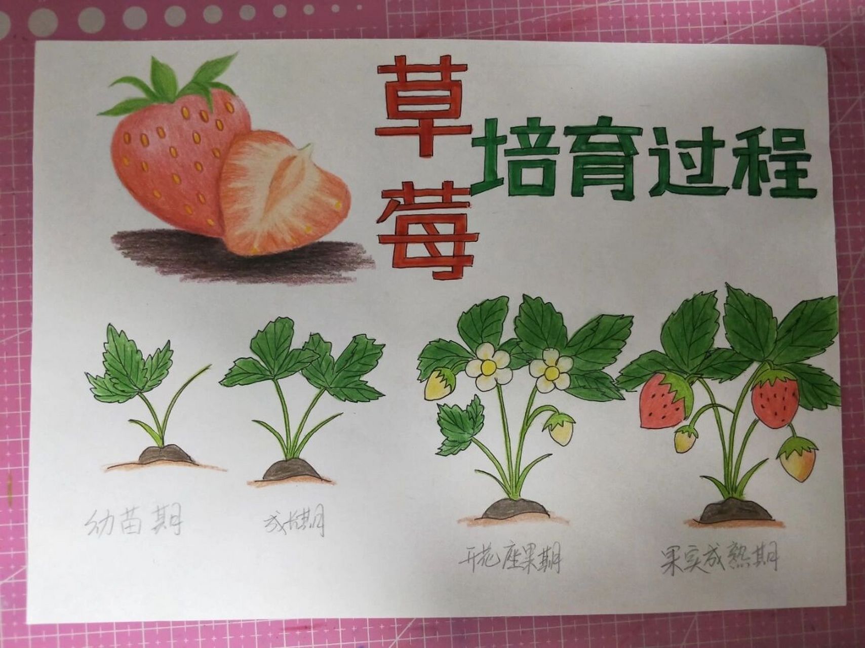 草莓苗的画法儿童简笔图片