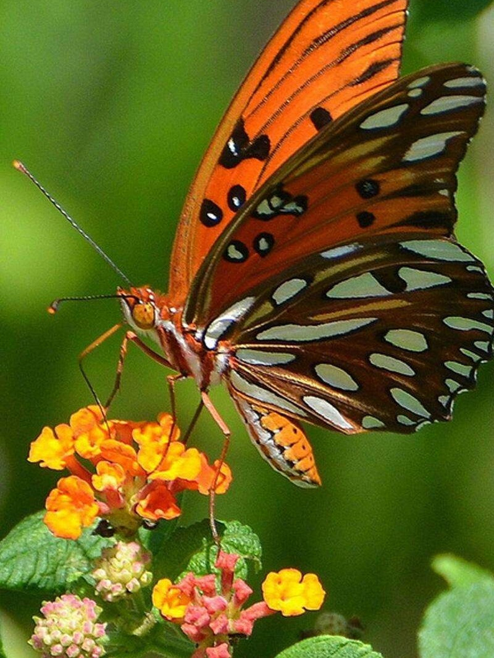 动物图片素材整理分享 蝴蝶