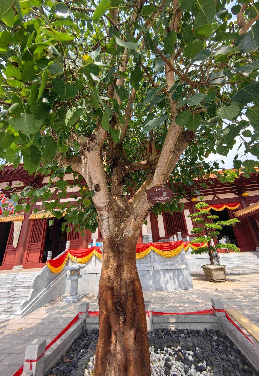 罗浮山延祥古寺 罗浮山延祥古寺上香祈福 有趣,有盼,无灾,无难. 所求