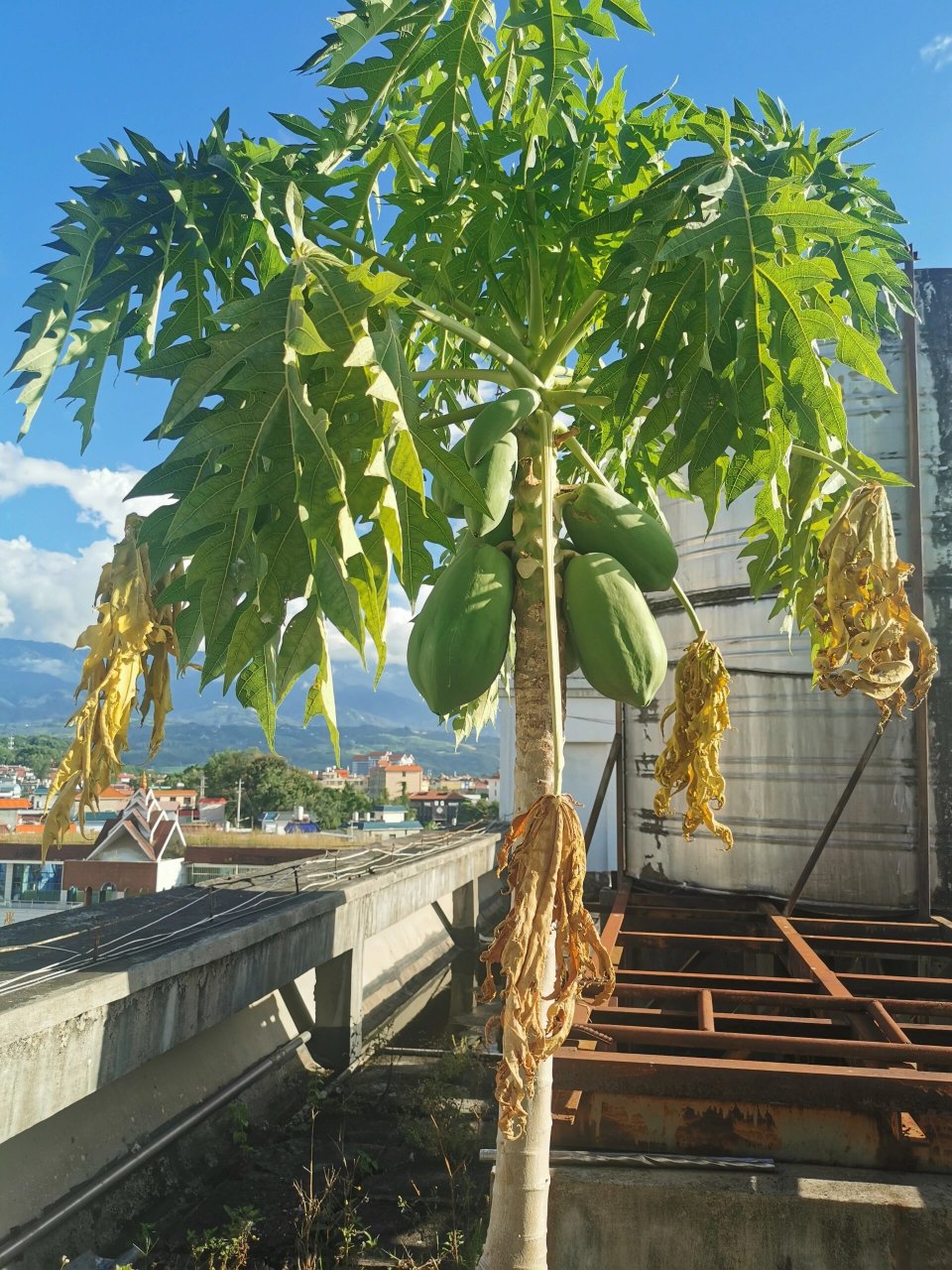 木瓜树 在楼顶种了棵木瓜树,结了几个果子,但是果子还没成熟叶子却