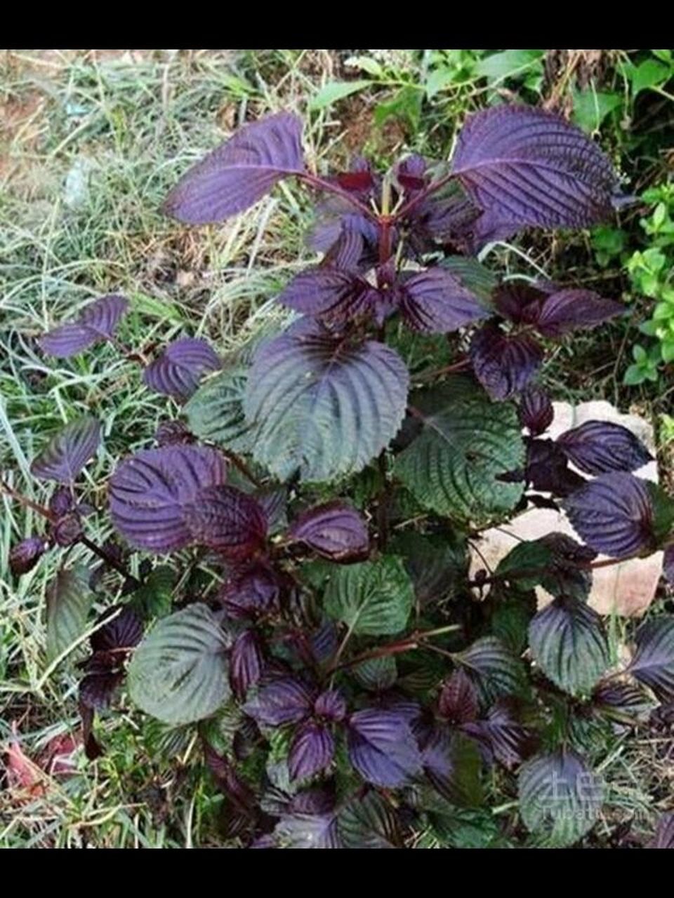 植物形态 紫苏叶    别名:苏,苏叶,香苏 一年生草本.具特殊芳香气味.