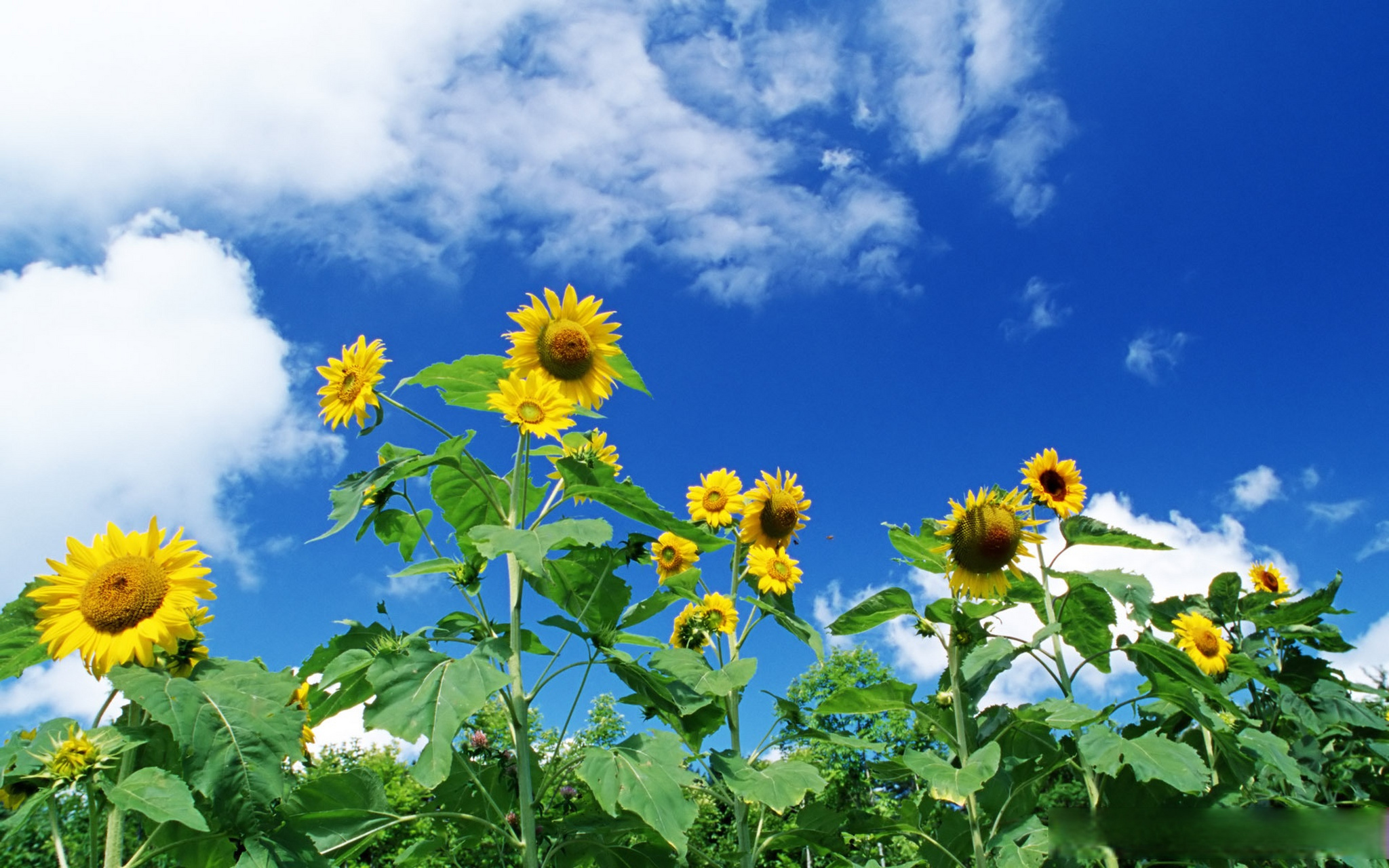 趁阳光正好,做你想做的事. 各位,早上好![心]