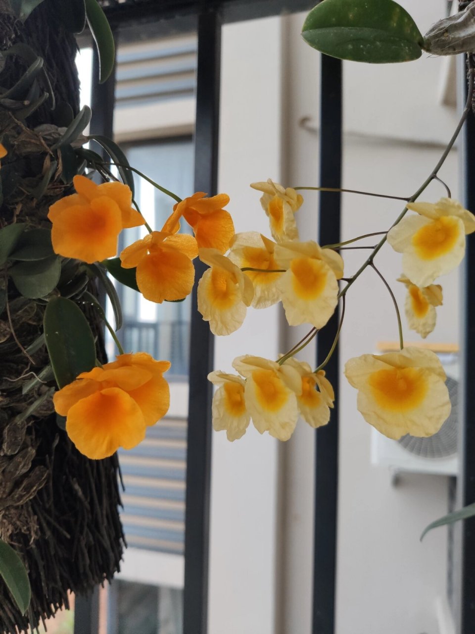 泰聚石斛和龟背石斛 我最喜欢黄色花朵的石斛了 所以买了两个品种