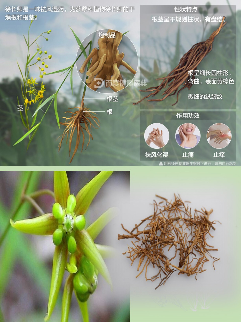 六十 徐长卿  | 神农本草经·上品·草部 徐长卿,一名鬼都郵.