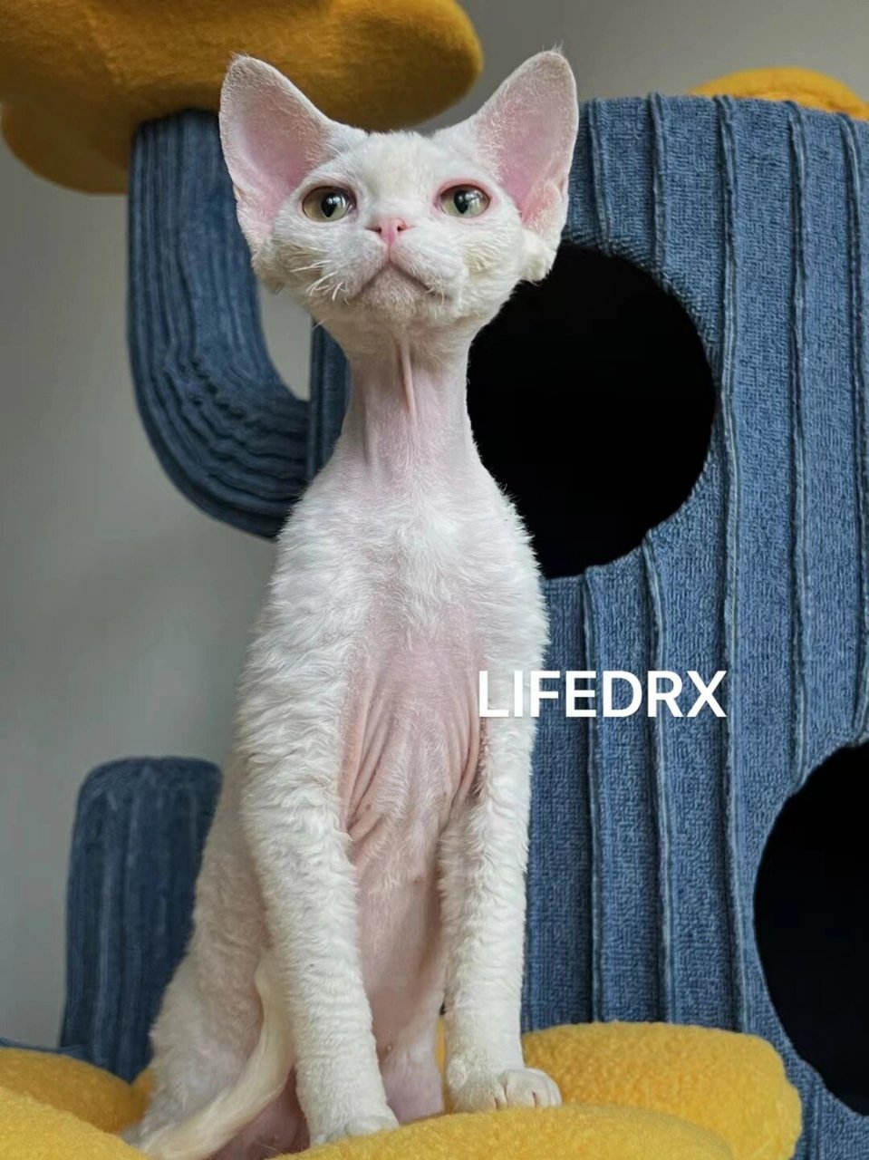 今天话题:德文卷毛猫为什么贵?难繁育,不接受反驳!