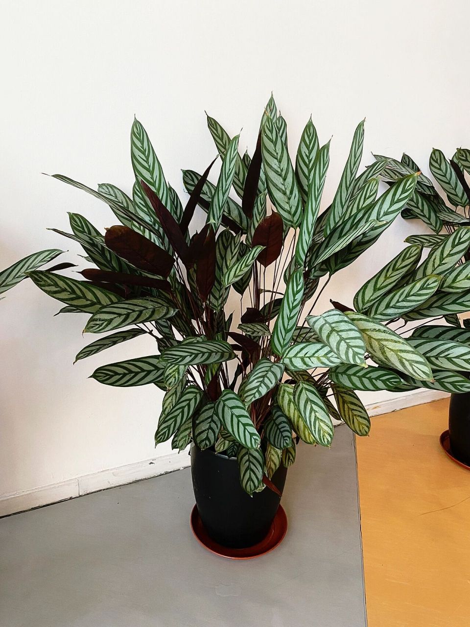 9099飞羽竹芋属于小型的观叶型植物,由于叶片形状长的像羽毛