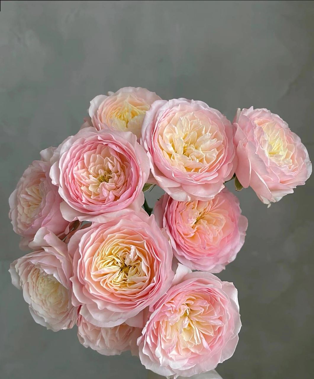 每天认识一种花94day35凯拉玫瑰 凯拉 冰淇淋色系,颜值真的可以封神