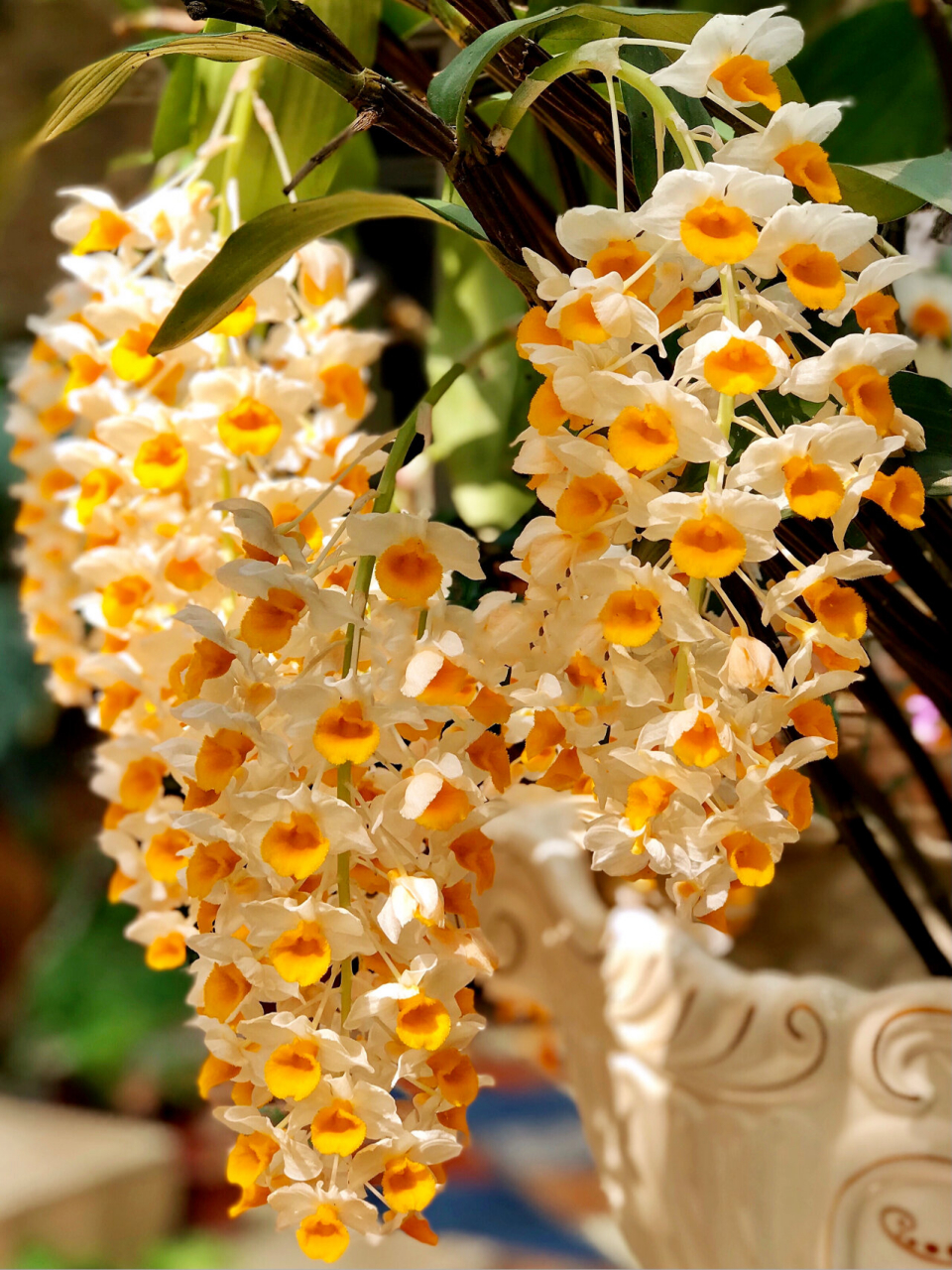 十八串球花石斛～怒放中～ 我的这棵球花石斛, 前年开了7串, 去年开了