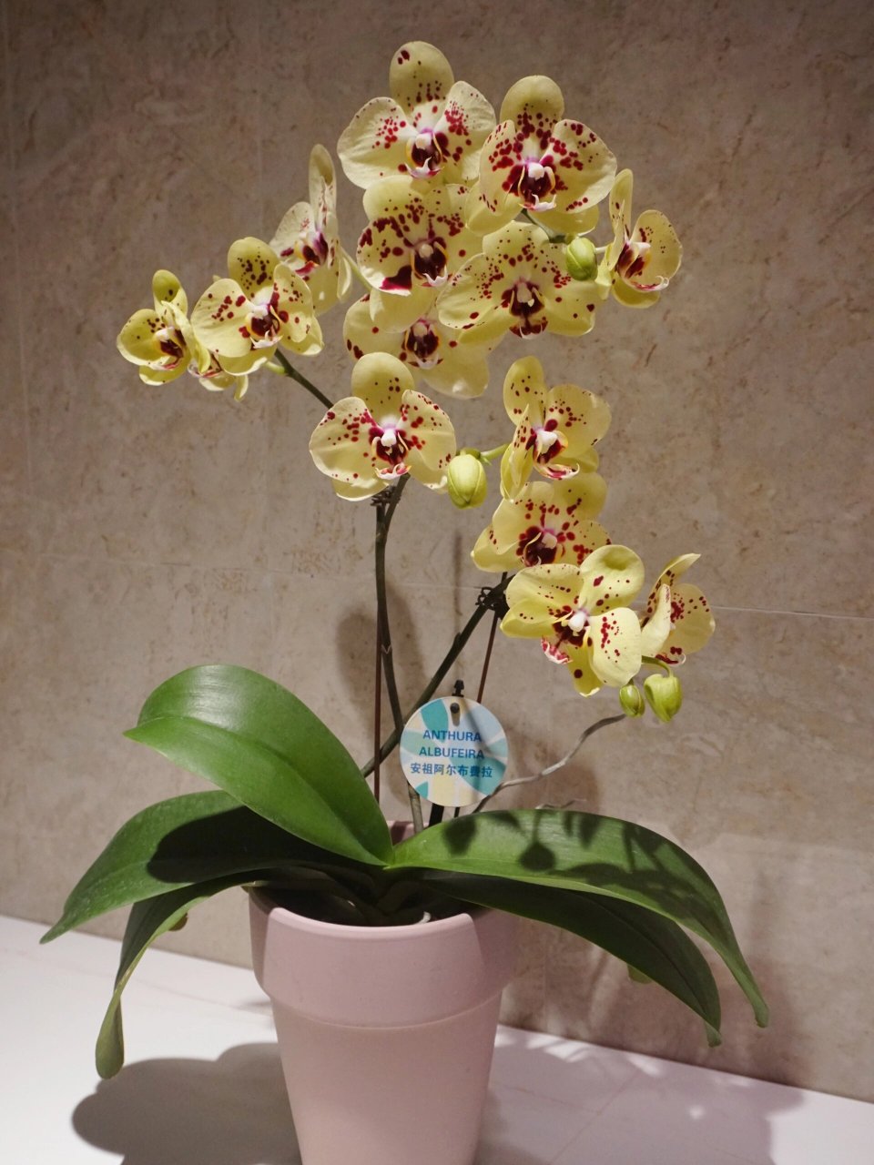一颗优秀的黄色系蝴蝶兰74阿尔布费拉 大花,黄色系 俏皮红斑点,丰花