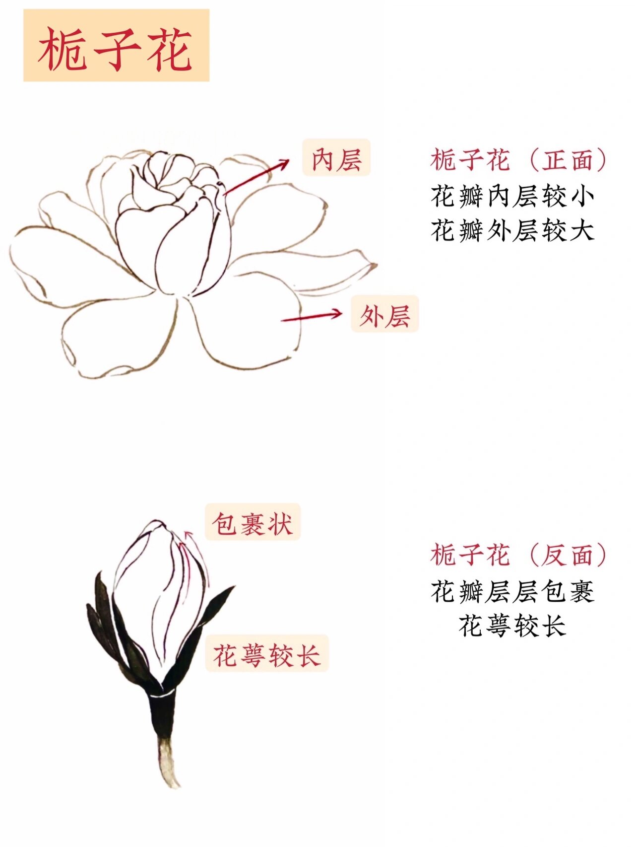 国画入门|94花卉必学技巧(2)97简单易学