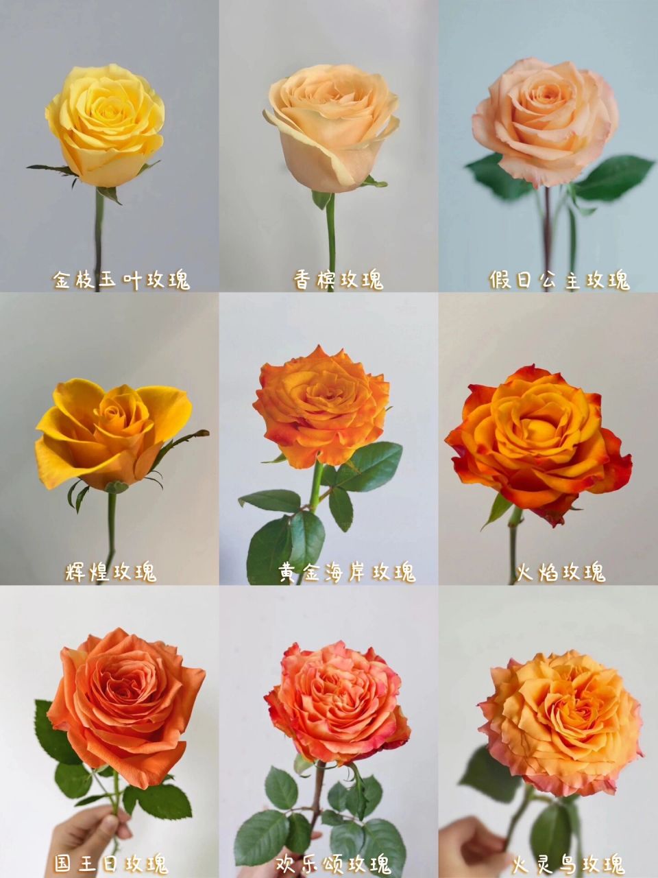 一次认识9种黄玫瑰|花语收藏 99【金枝玉叶黄玫瑰】最纯正的黄色