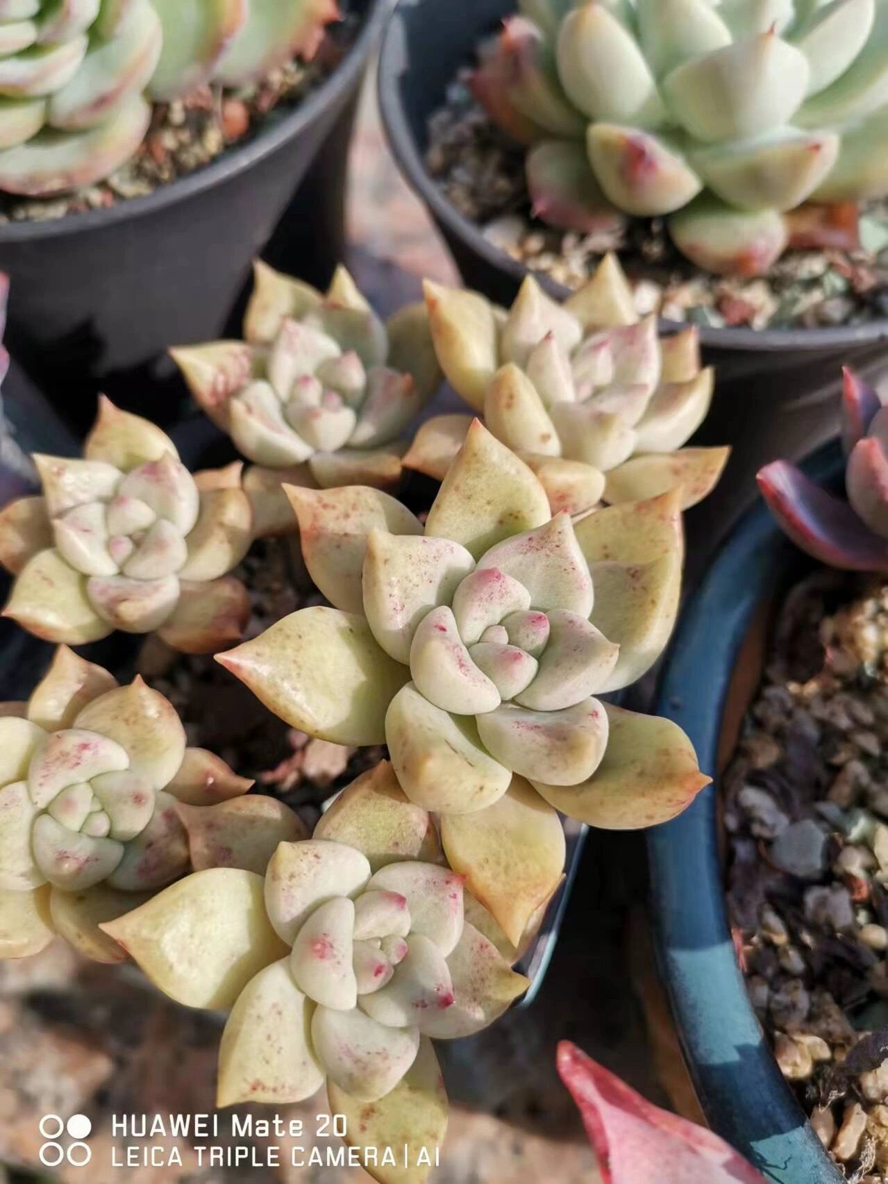 多肉璀璨一年四季变化(纯露养状态坐标上海) 璀璨🌵:🇰🇷韩国